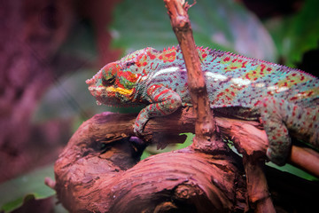 Colorful Chameleon  Photograph