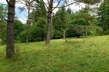 Wald in Baden-Württemberg