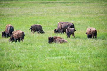 Group of Bisons in the Yellowstone national park