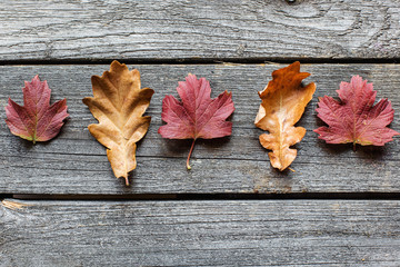 autumn leaves on an old wooden background