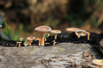 mushrooms in forest