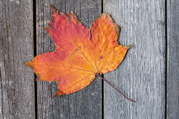 Naklejka na ściany i meble maple leaf large on a wooden background