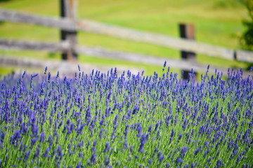 Lavender Field