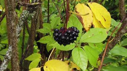 Acanthopanax Senticosus, also called Siberian Ginseng,