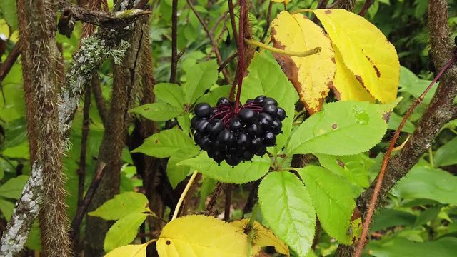 Acanthopanax Senticosus, also called Siberian Ginseng,