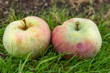 Zwei &auml;pfel am Boden