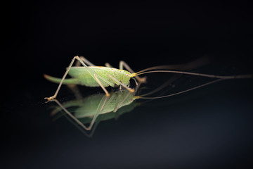 a green grasshopper is on a windshield and eats the remains of insects