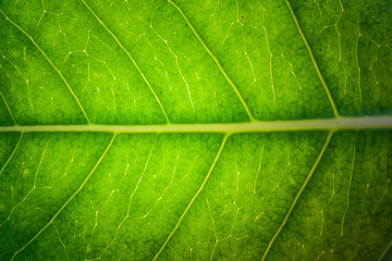 Fototapeta na wymiar green fresh leaf veins macro abstract texture nature background