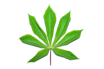 cassava leaves isolated on white background