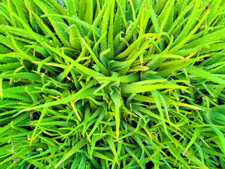 Aloe Vera plant, fresh leaf. tropical green plants.