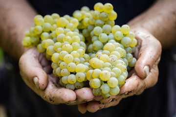 Uva bianca in mani di agricoltore