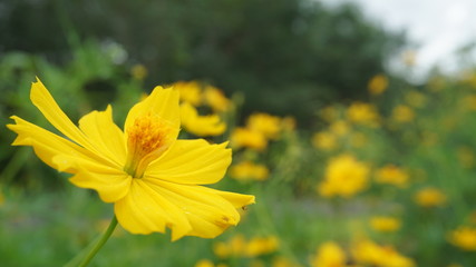 yellow flowers in garden