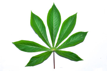 cassava leaves isolated on white background