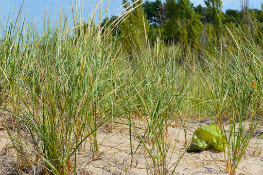 Beach grass with dog waste