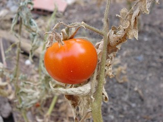 tomato on end of life plant