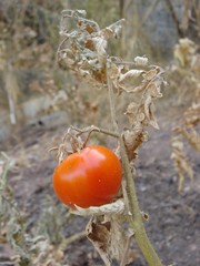red tomato on old plant