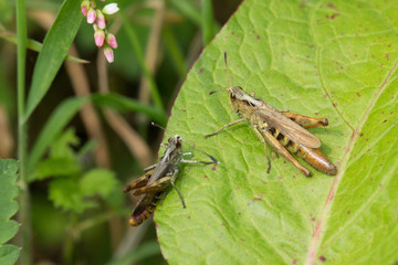 zwei Heuschrecken auf einem Blatt