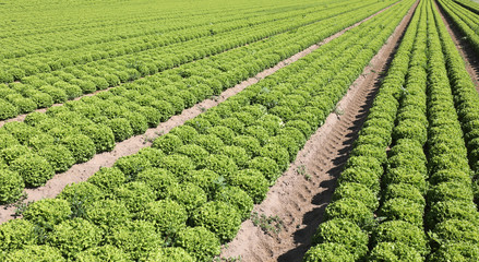 field of green lettuce ordered by rows on the draining sandy soi