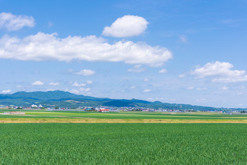 北海道富良野 穀倉地帯を行く