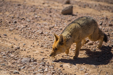 The Culpeo or Andean fox