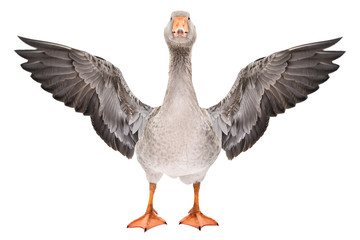 Beautiful goose stands with wings spread isolated on a white background - obrazy, fototapety, plakaty