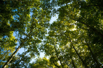 Fototapeta premium Crowns of trees with green leafs. Forest background.