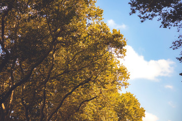 Fall forest. Crowns of trees with yellow leafs. Autumn concept background.