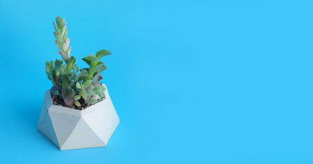 Minimalistic garden of succulents in a concrete planter pot. Blue and white banner. Shop header with place for your text and design. Contrasting colors, a trend for blogging social network.