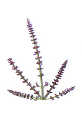 Lavender flowers bunch tied isolated on white background