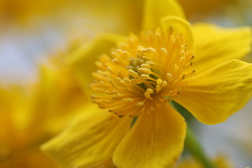 yellow flower 6