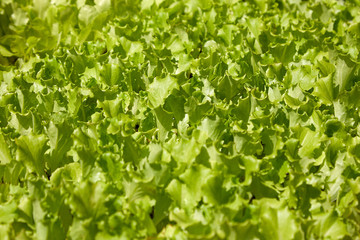 Young leaves of a juicy tasty salad in containers for seedlings create a vegetative background. Diet green food concept. View from above.