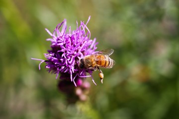 Macro close up of pink purple kobold flower (Liatris spicata) with view from above against blurred...