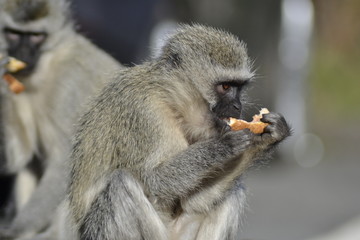 SCIMMIE SUDAFRICANE, KRUGER NATIONAL PARK