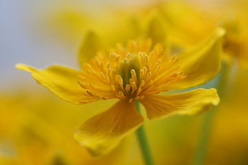 yellow flower 4