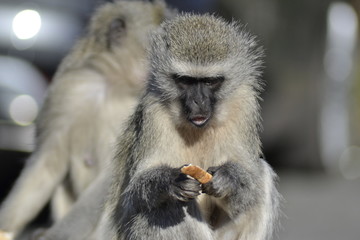SCIMMIE SUDAFRICANE, KRUGER NATIONAL PARK