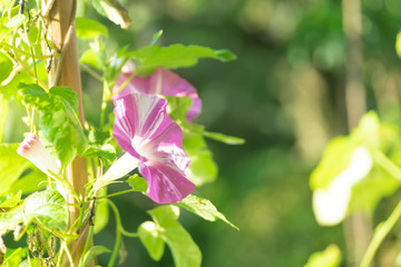 満開のアサガオ