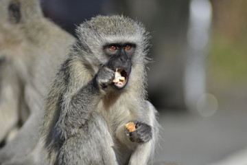 SCIMMIE SUDAFRICANE, KRUGER NATIONAL PARK