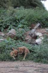 Naklejka premium Dogs