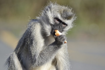 SCIMMIE SUDAFRICANE, KRUGER NATIONAL PARK