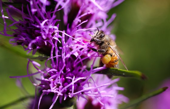 Macro close up of pink purple kobold flower (Liatris spicata) with view from above against blurred background. Pollination of isolated bee with pollen pellet.
