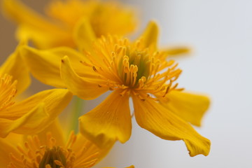 yellow flower 2