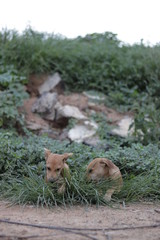 Dogs