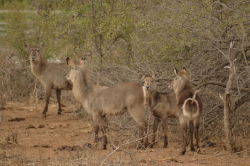 ANTILOPE D'ACQUA SUDAFRICA