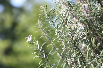 Rosemary