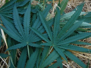 leaves of ganja CBD organic culture