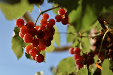 Grapes with dew drops. The grapes are pink in the dish. Photo taken outdoors.