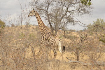 GIRAFFE DEL KRUGER NATIONAL PARK, SUDAFRICA