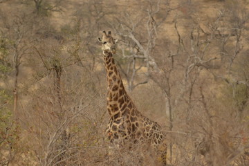 GIRAFFE DEL KRUGER NATIONAL PARK, SUDAFRICA