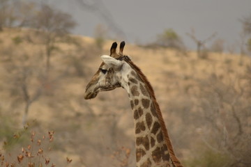 GIRAFFE DEL KRUGER NATIONAL PARK, SUDAFRICA