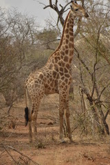 GIRAFFE DEL KRUGER NATIONAL PARK, SUDAFRICA